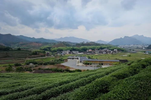 武夷山竹筏育制厂旅游开发项目策划咨询方案